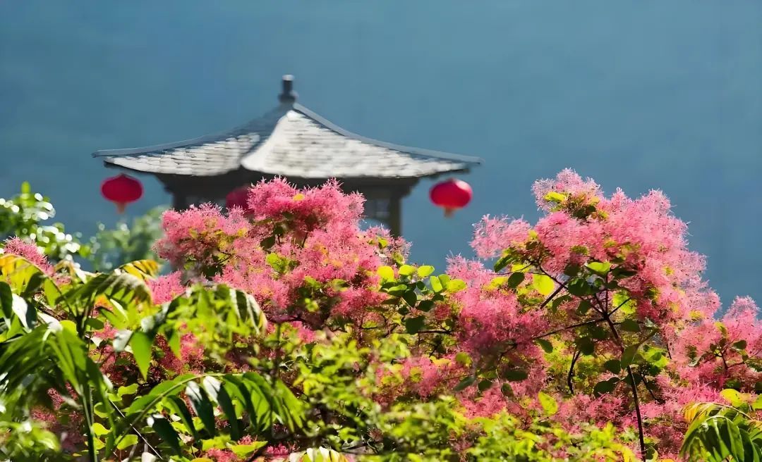 京城草木志 | “香山红叶”居然说的是它! 京城草木志 | “香山红叶”居然说的是它!