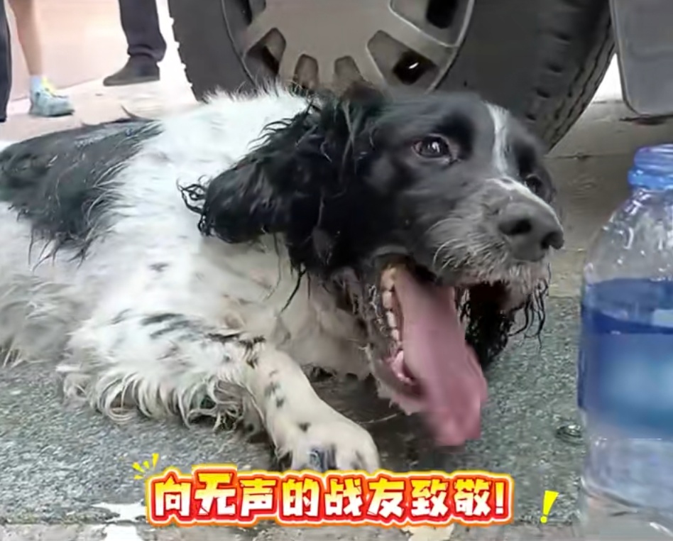 “大头”执行完任务突然倒地不起,一句“老伙计”全网泪目 “大头”执行完任务突然倒地不起,一句“老伙计”全网泪目