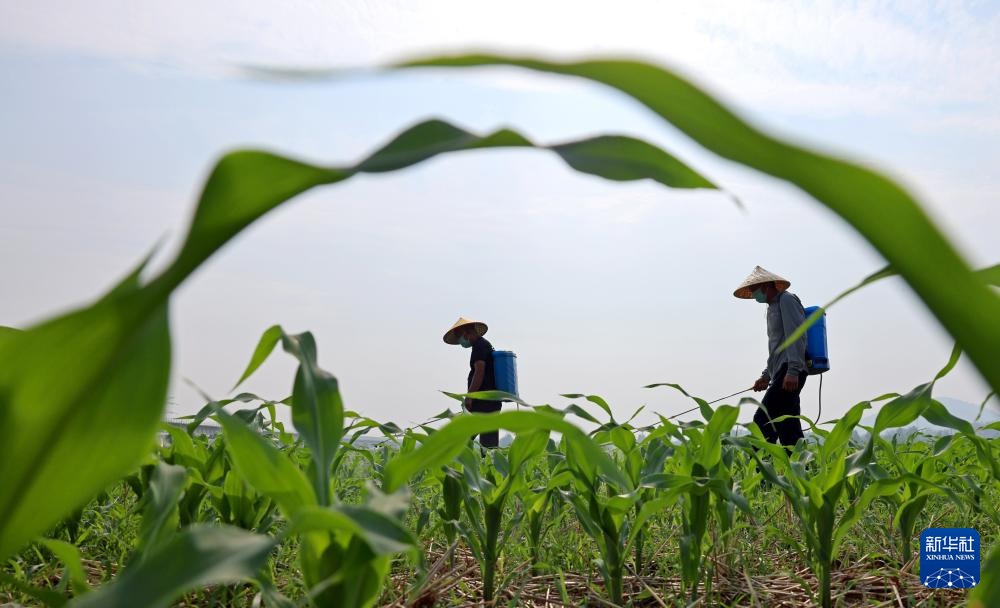 挥汗小暑 耕耘希望 挥汗小暑 耕耘希望