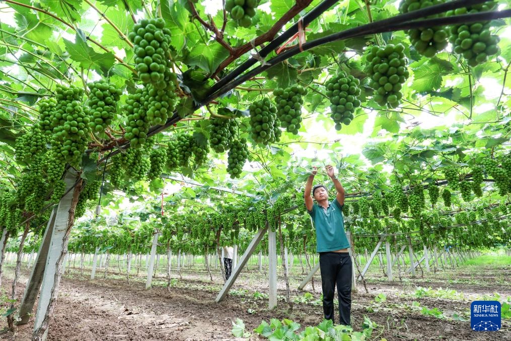 挥汗小暑 耕耘希望 挥汗小暑 耕耘希望