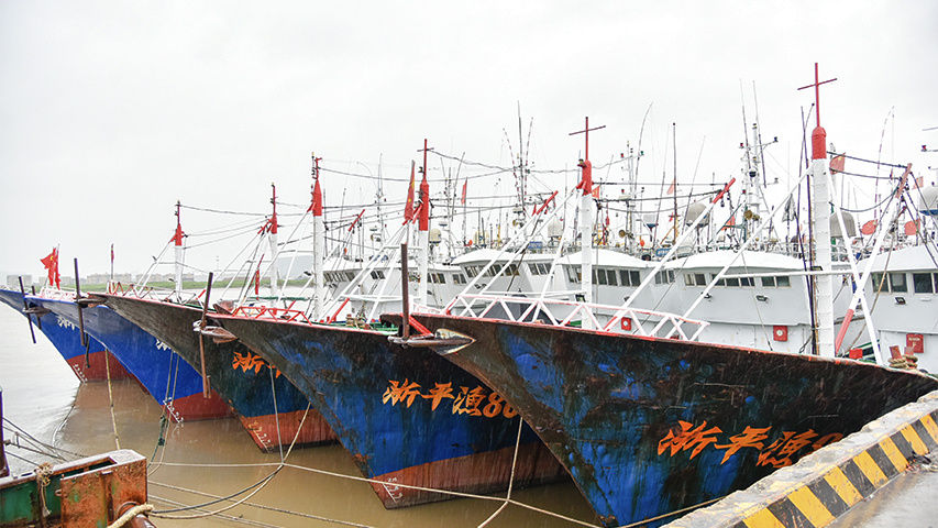 浙江平阳：防台风，485艘在港渔船完成加固