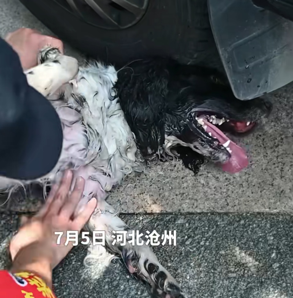 “大头”执行完任务突然倒地不起,一句“老伙计”全网泪目 “大头”执行完任务突然倒地不起,一句“老伙计”全网泪目