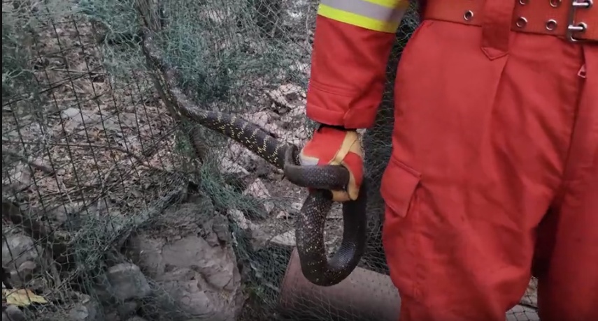 山东多地出现长蛇,需警惕! 山东多地出现长蛇,需警惕!