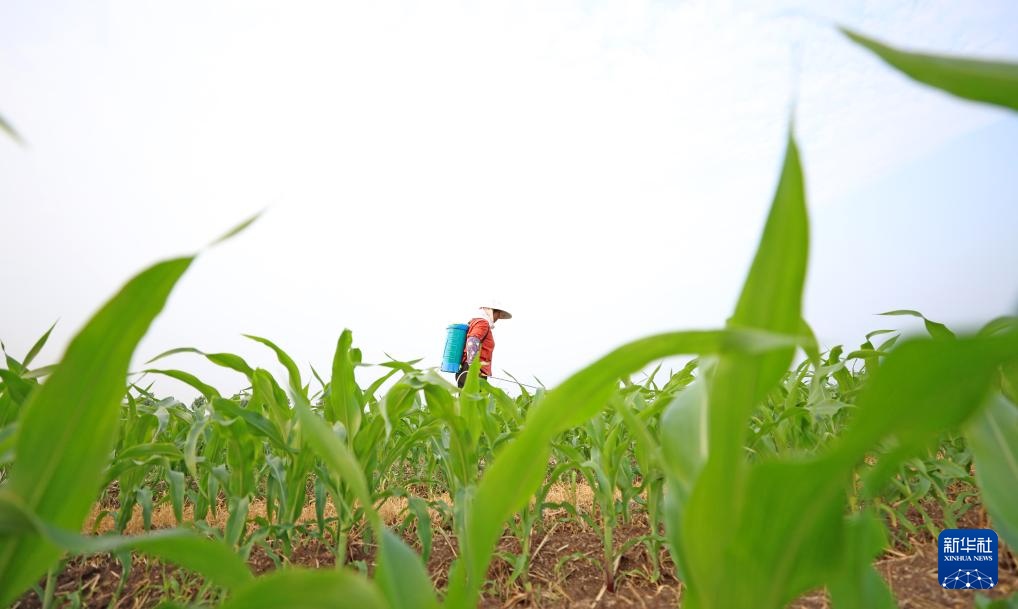 挥汗小暑 耕耘希望 挥汗小暑 耕耘希望