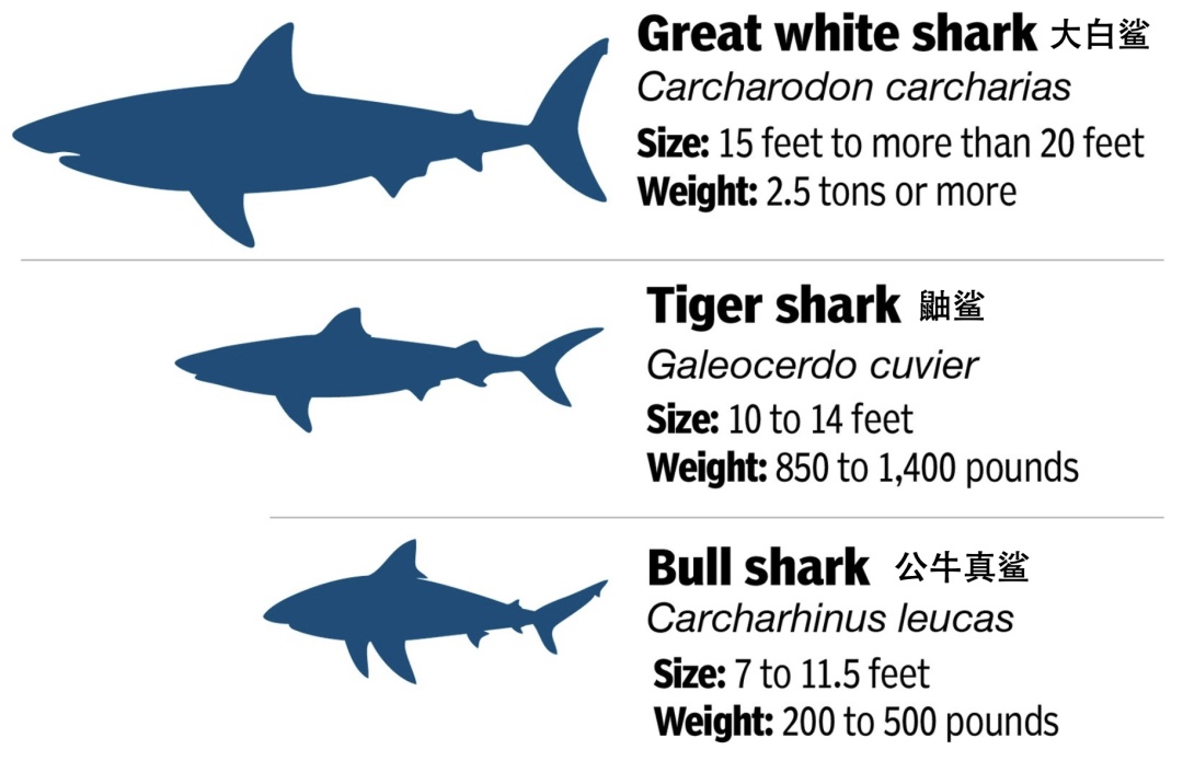 《大白鲨》上映50年，有多少鲨鱼因电影而死？