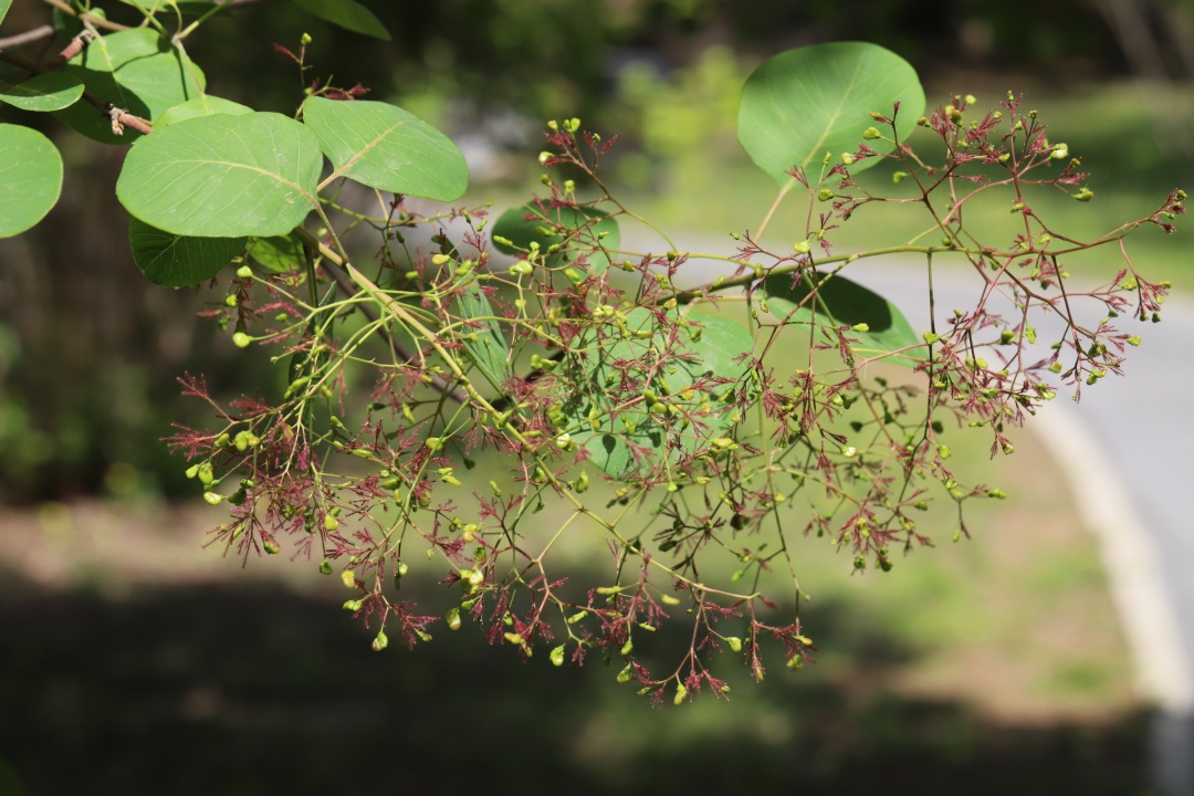 京城草木志 | “香山红叶”居然说的是它! 京城草木志 | “香山红叶”居然说的是它!