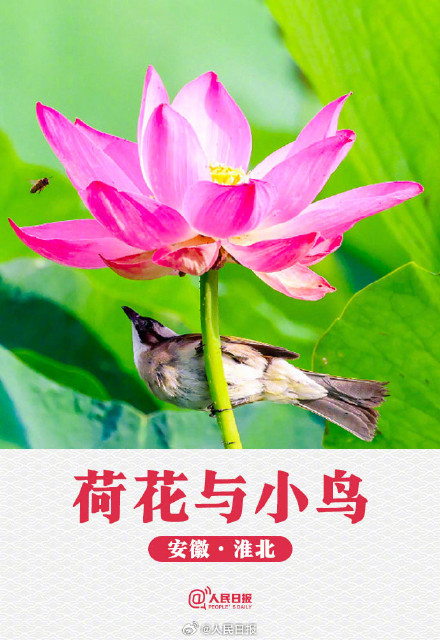 转发收藏！荷花头像与小暑节气很配
