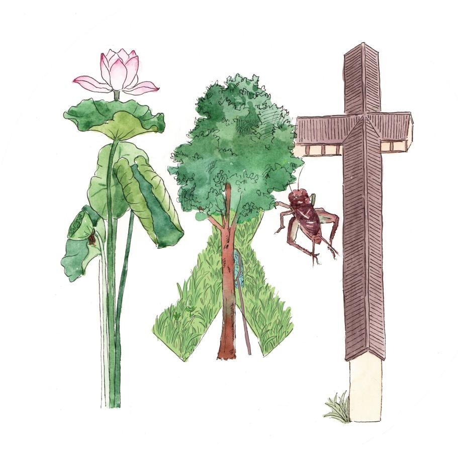 从物候看节气之小暑 从物候看节气之小暑