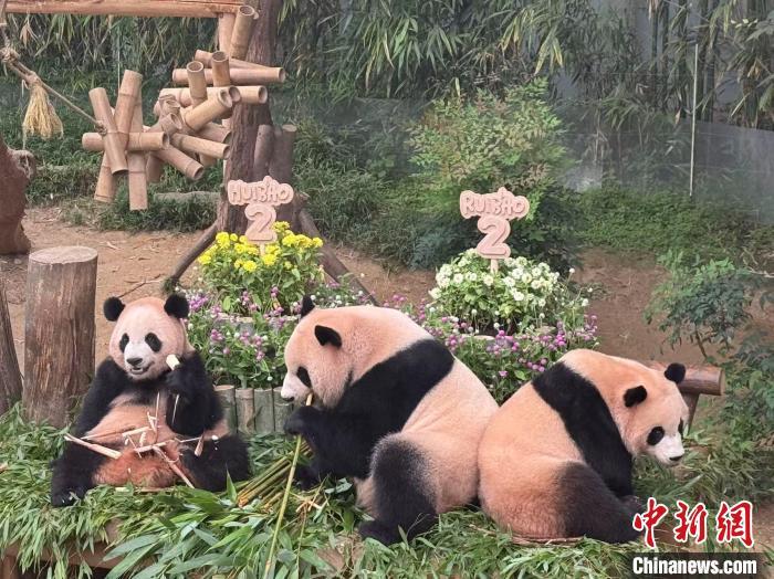 大熊猫双胞胎“睿宝”“辉宝”两周岁庆生活动在韩举行 大熊猫双胞胎“睿宝”“辉宝”两周岁庆生活动在韩举行