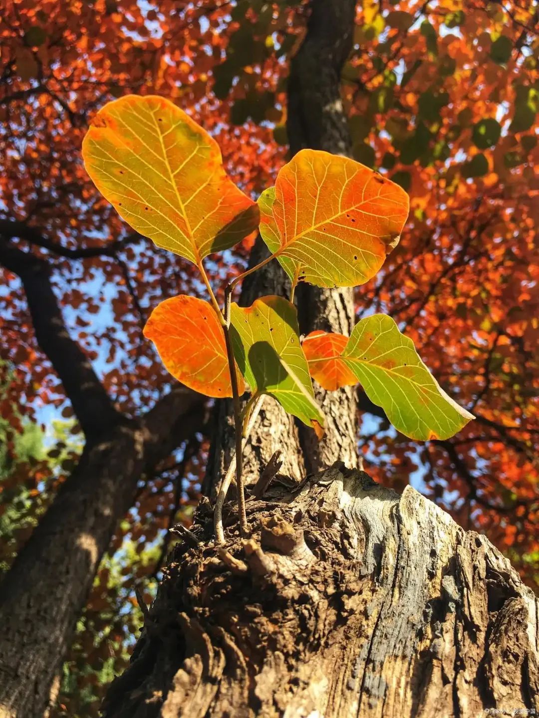 京城草木志 | “香山红叶”居然说的是它! 京城草木志 | “香山红叶”居然说的是它!