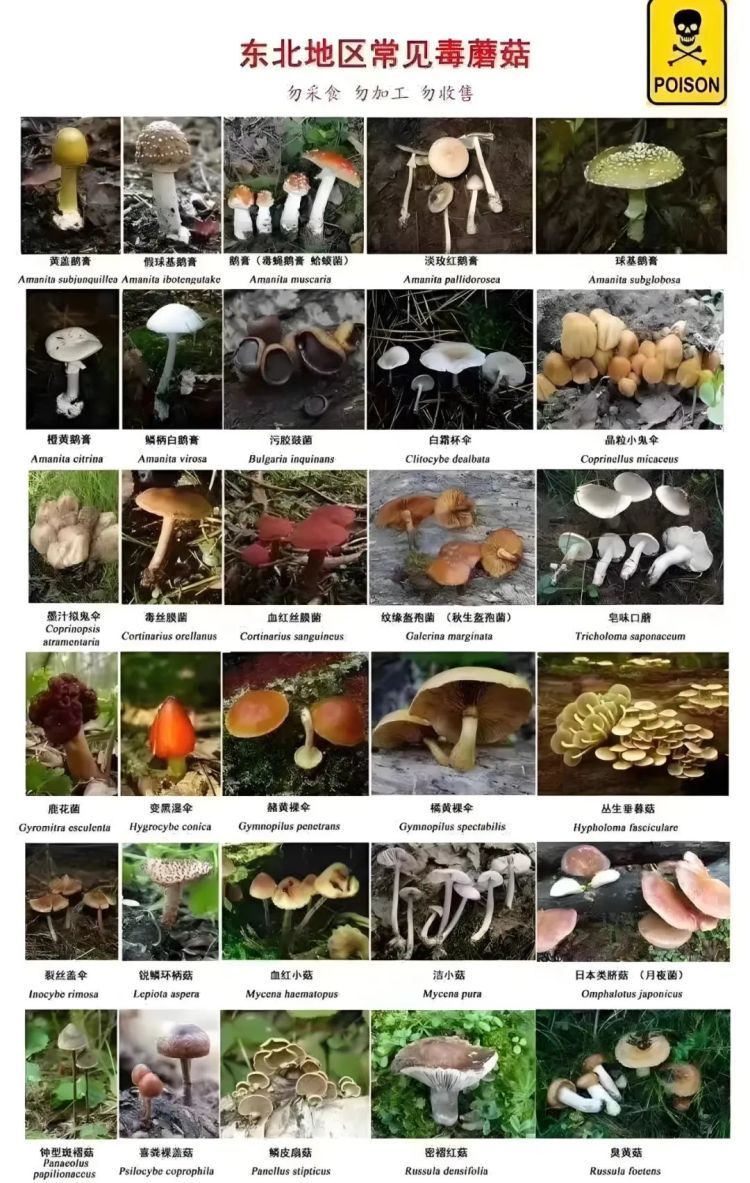 野生蘑菇雨后疯长，致命高发季来了！大连市卫健委提醒