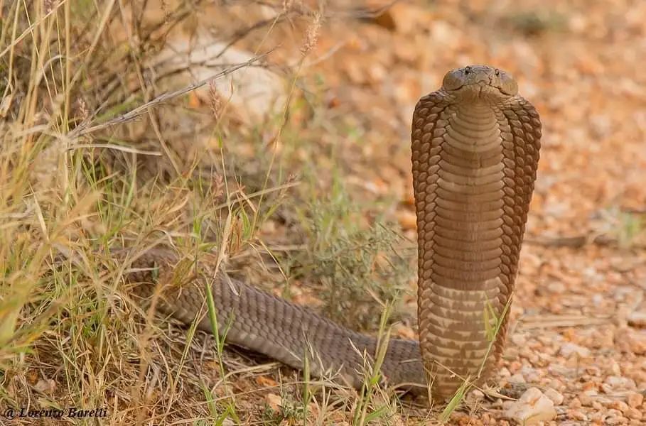 蛇能喷出2.5米远的毒液，这是专门为人准备的