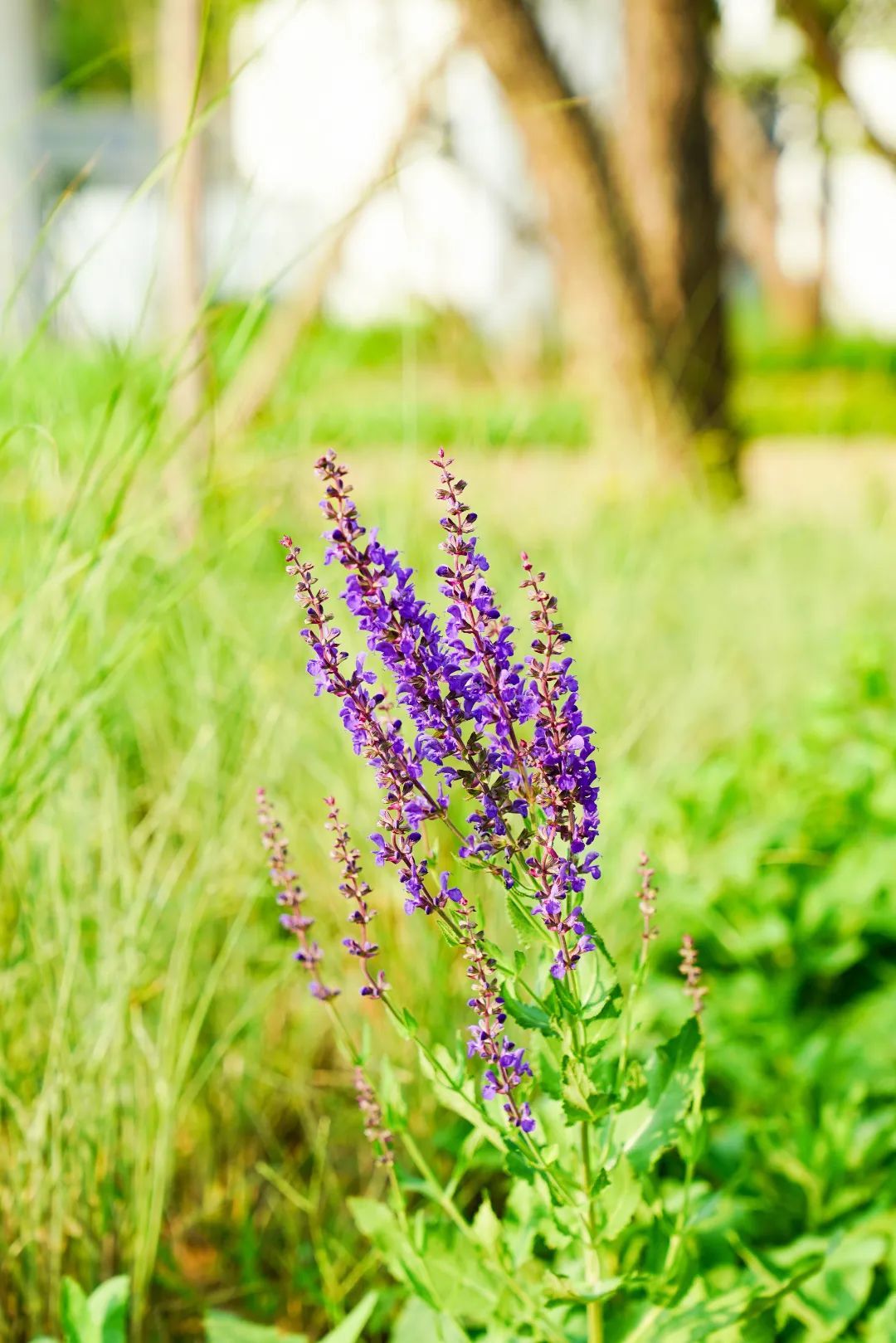 镜头下的北京科学中心丨林荫鼠尾草 镜头下的北京科学中心丨林荫鼠尾草