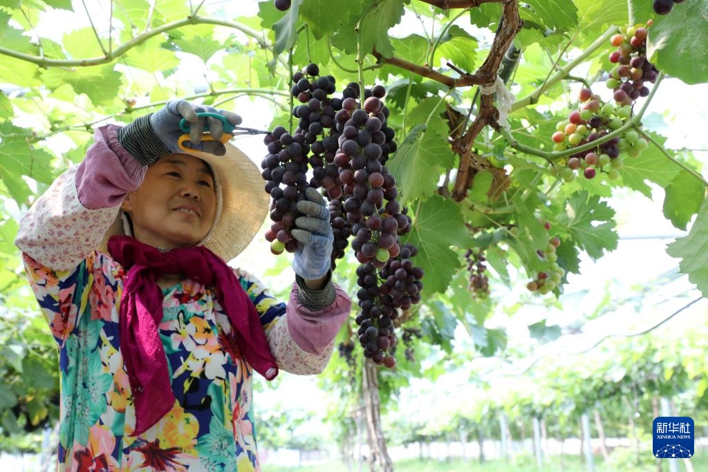 挥汗小暑 耕耘希望 挥汗小暑 耕耘希望