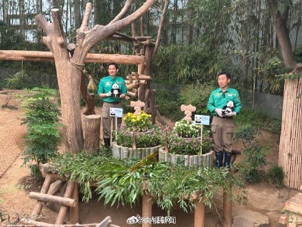 双胞胎大熊猫睿宝辉宝2岁了! 双胞胎大熊猫睿宝辉宝2岁了!