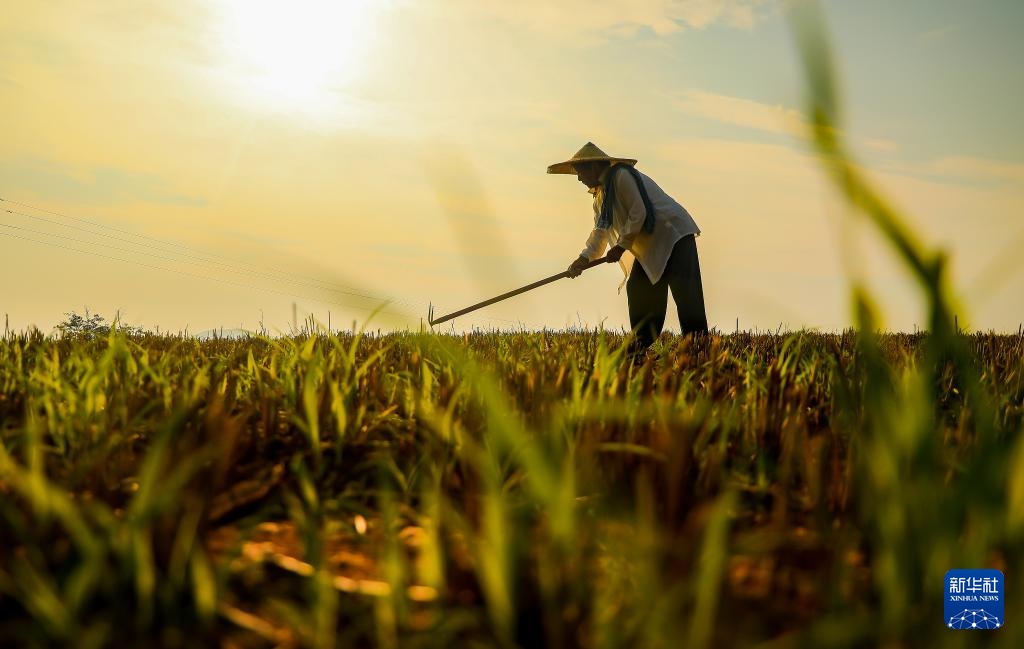 挥汗小暑 耕耘希望 挥汗小暑 耕耘希望