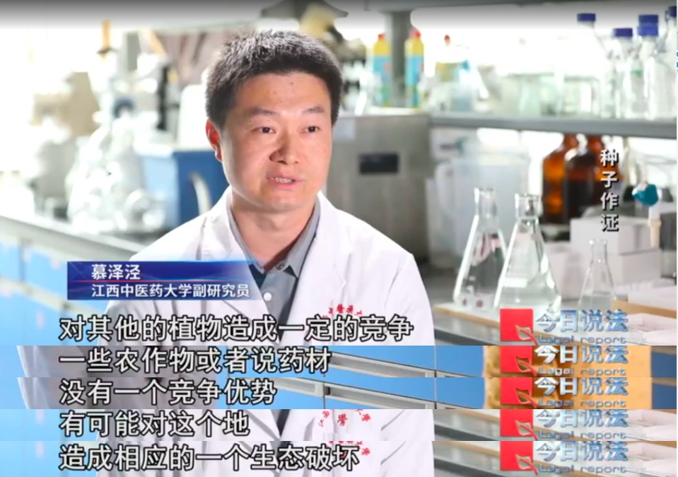 播下白术种子,却长出满地杂草?药田怪象频发,经济损失近1800万元…… 播下白术种子,却长出满地杂草?药田怪象频发,经济损失近1800万元……