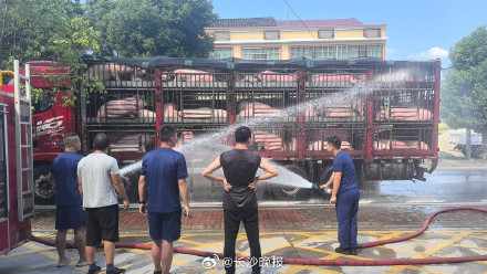 百余头生猪在长沙热得浑身通红 百余头生猪在长沙热得浑身通红