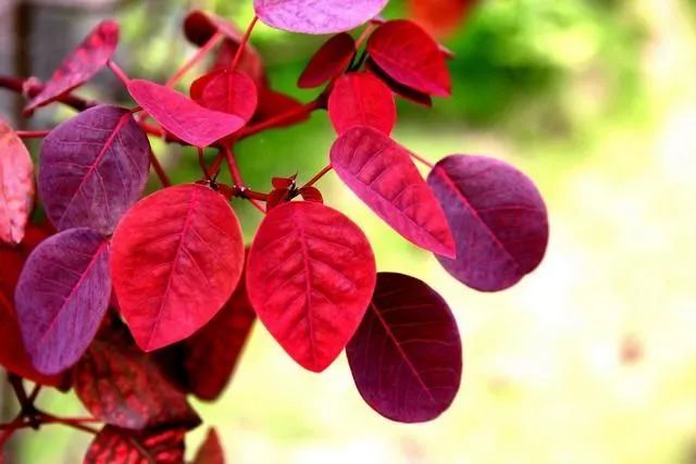 京城草木志 | “香山红叶”居然说的是它! 京城草木志 | “香山红叶”居然说的是它!