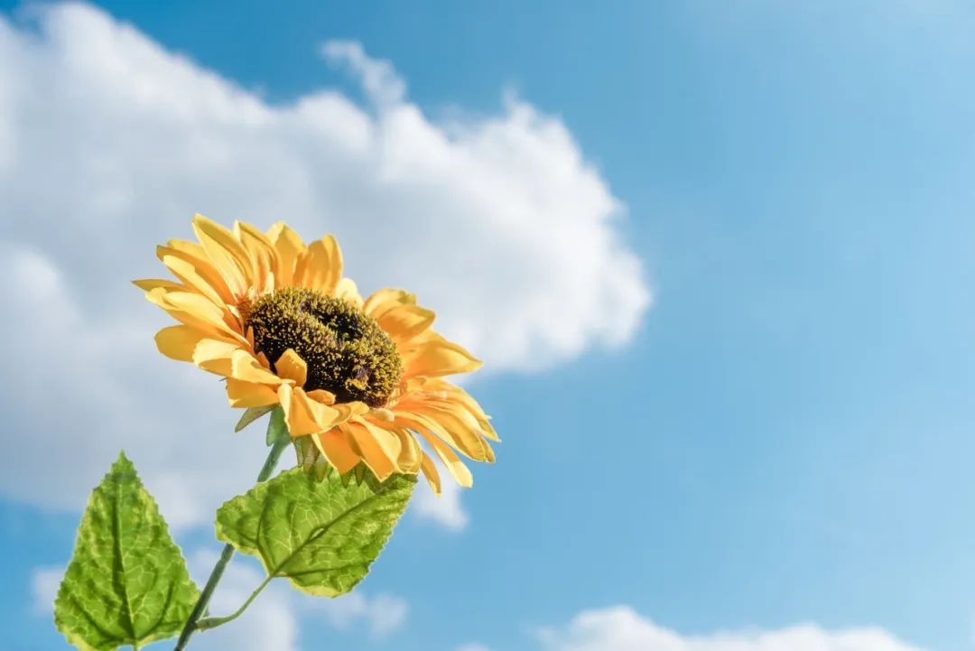 今日小暑,祝你好运“暑”不完! 今日小暑,祝你好运“暑”不完!