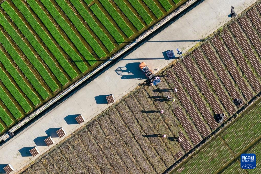 挥汗小暑 耕耘希望 挥汗小暑 耕耘希望