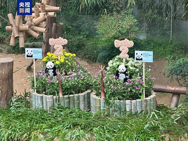 愿健康成长！韩国为大熊猫双胞胎过2岁生日
