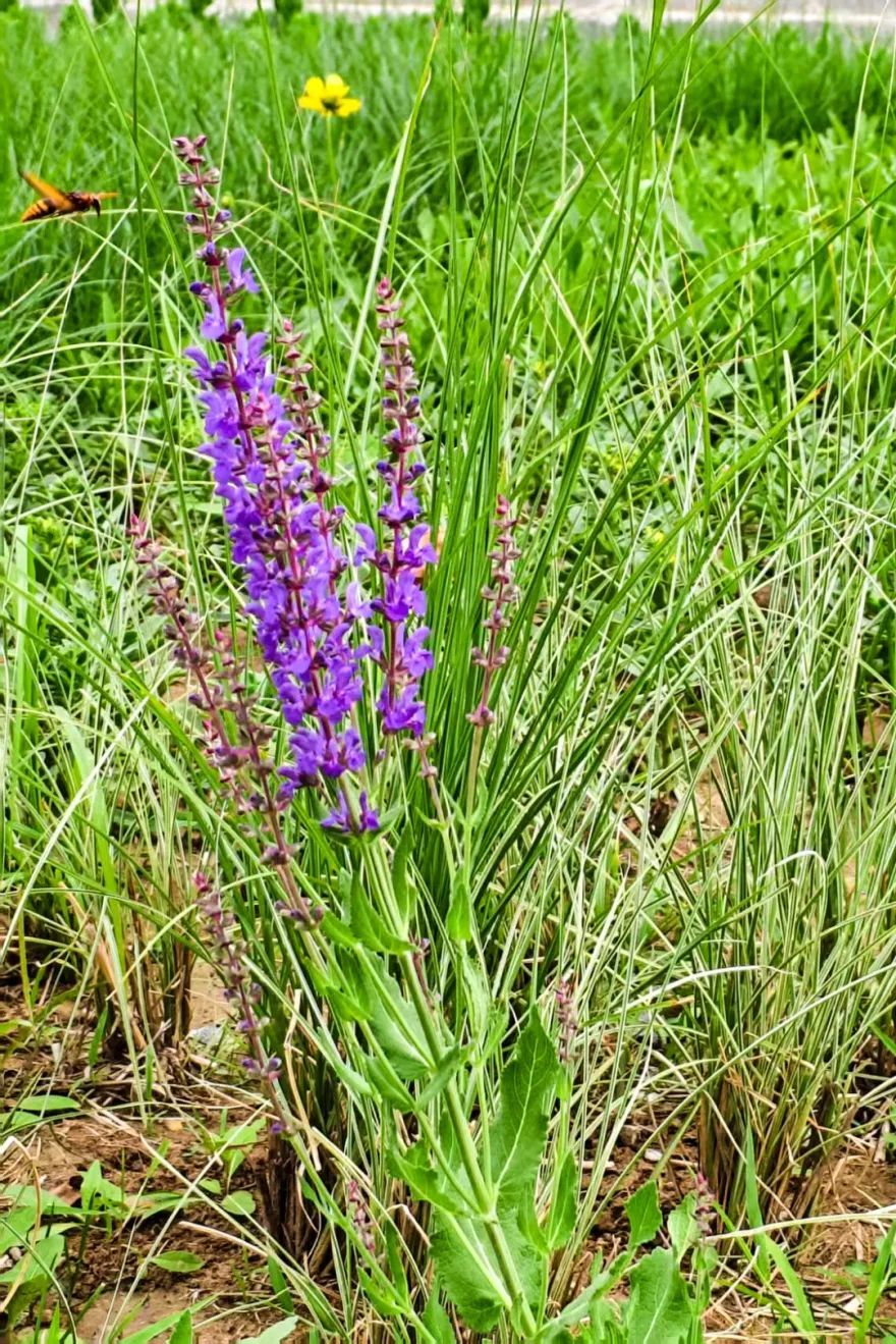 镜头下的北京科学中心丨林荫鼠尾草 镜头下的北京科学中心丨林荫鼠尾草