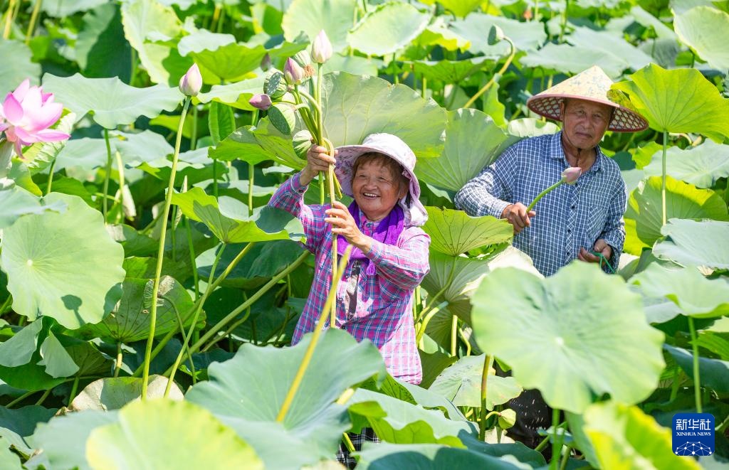 挥汗小暑 耕耘希望 挥汗小暑 耕耘希望