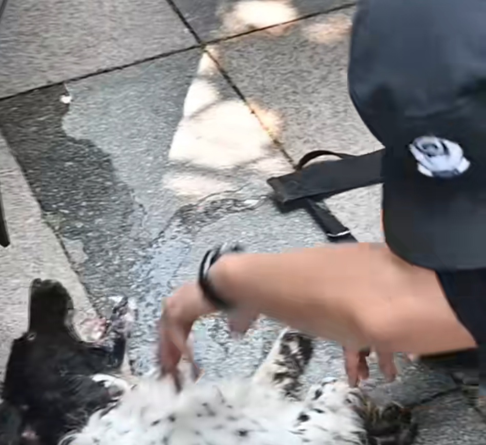 “大头”执行完任务突然倒地不起,一句“老伙计”全网泪目 “大头”执行完任务突然倒地不起,一句“老伙计”全网泪目