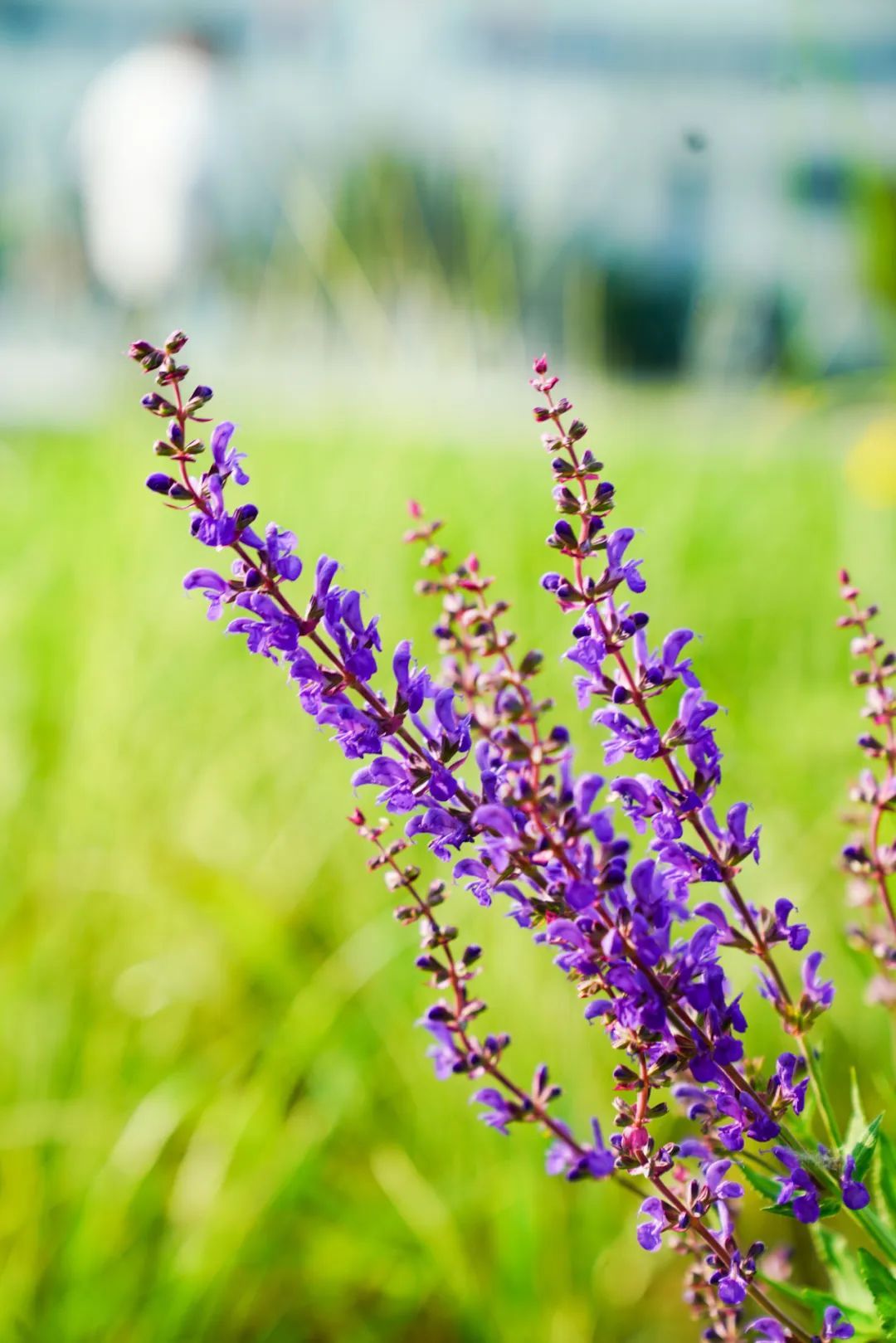 镜头下的北京科学中心丨林荫鼠尾草 镜头下的北京科学中心丨林荫鼠尾草