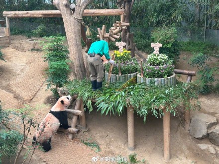 福宝双胞胎妹妹2岁了 ! 福宝双胞胎妹妹2岁了 !