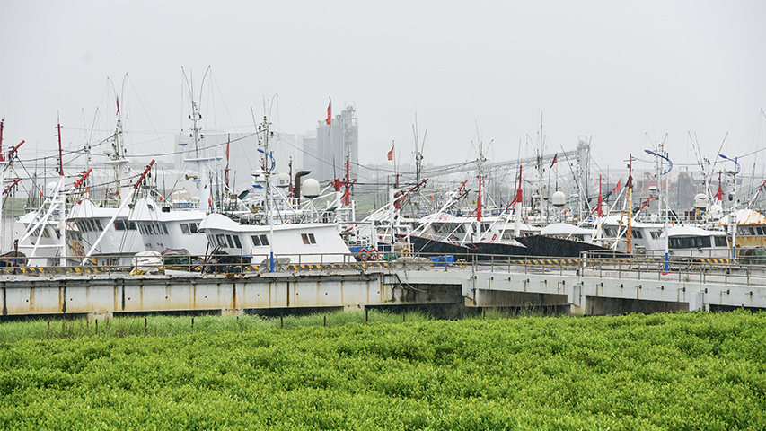 浙江平阳：防台风，485艘在港渔船完成加固