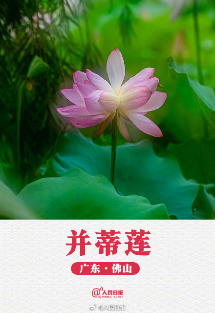 转发收藏！荷花头像与小暑节气很配
