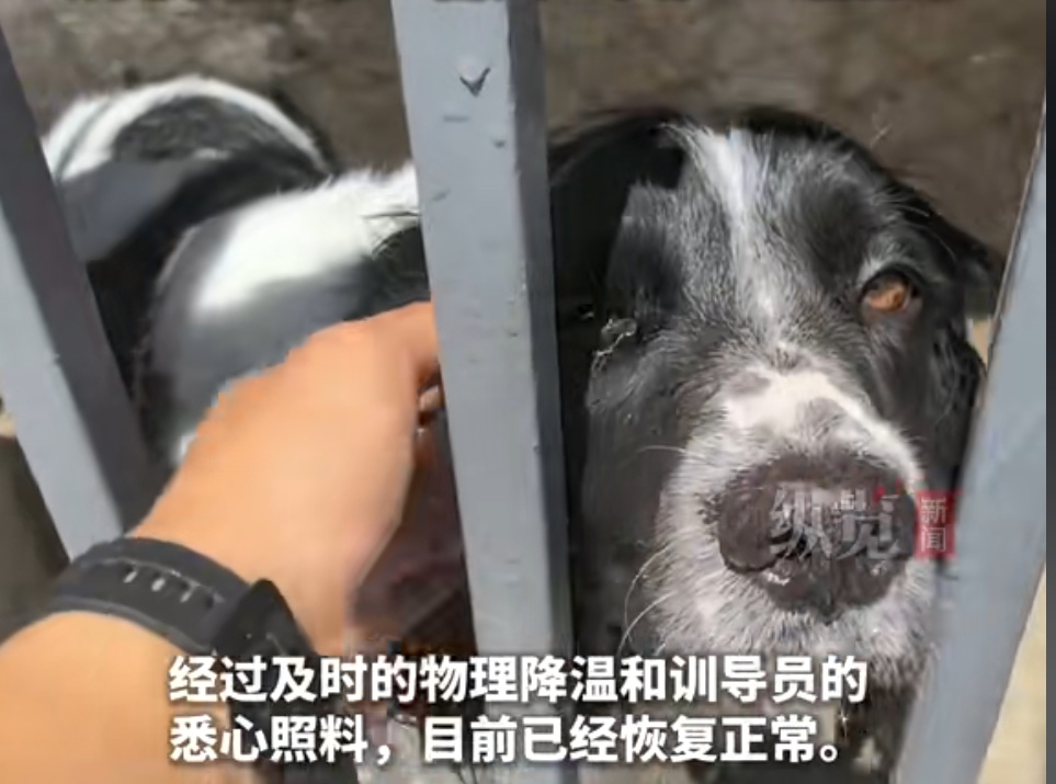 “大头”执行完任务突然倒地不起,一句“老伙计”全网泪目 “大头”执行完任务突然倒地不起,一句“老伙计”全网泪目