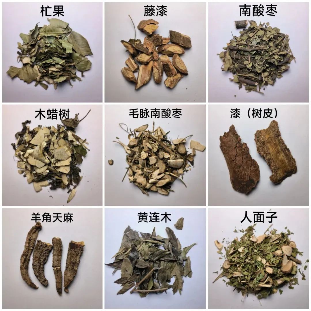 京城草木志 | “香山红叶”居然说的是它! 京城草木志 | “香山红叶”居然说的是它!