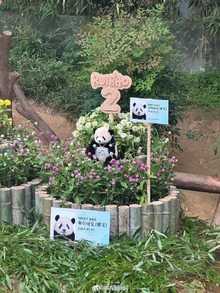 双胞胎大熊猫睿宝辉宝2岁了! 双胞胎大熊猫睿宝辉宝2岁了!