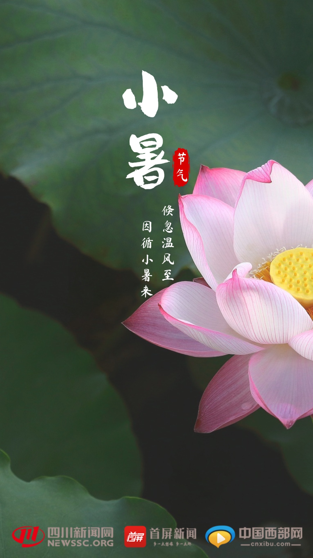 今日小暑,近十年最短三伏将至 今日小暑,近十年最短三伏将至