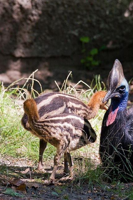 它堪称最危险的鸟，戴“头盔”持“刺刀”，战斗力逆天！