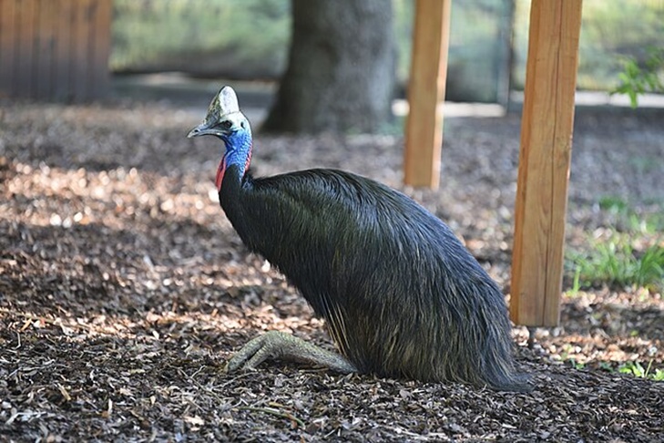 它堪称最危险的鸟，戴“头盔”持“刺刀”，战斗力逆天！