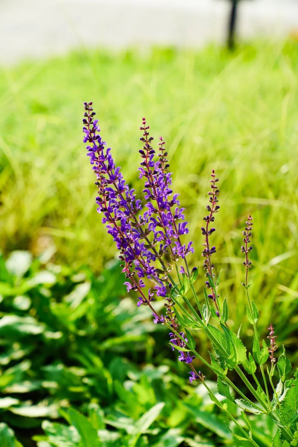 镜头下的北京科学中心丨林荫鼠尾草 镜头下的北京科学中心丨林荫鼠尾草