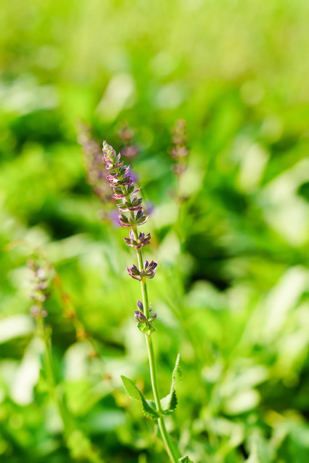 镜头下的北京科学中心丨林荫鼠尾草 镜头下的北京科学中心丨林荫鼠尾草