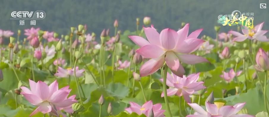 大美中国·夏日盛景丨碧水青山相辉映 绿色发展奏响生态富民新乐章 大美中国·夏日盛景丨碧水青山相辉映 绿色发展奏响生态富民新乐章