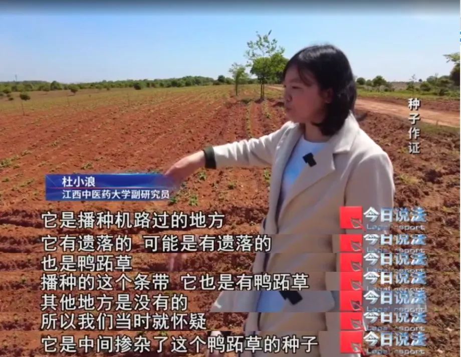 播下白术种子,却长出满地杂草?药田怪象频发,经济损失近1800万元…… 播下白术种子,却长出满地杂草?药田怪象频发,经济损失近1800万元……