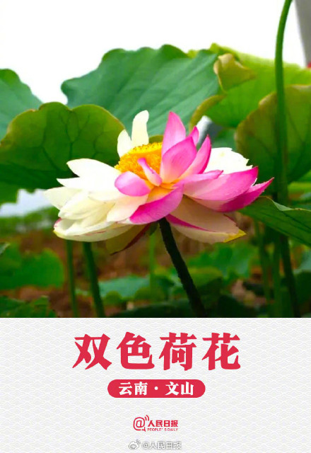 转发收藏！荷花头像与小暑节气很配