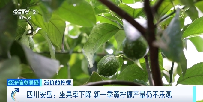 出口订单爆了！这款产品价格一路上涨！