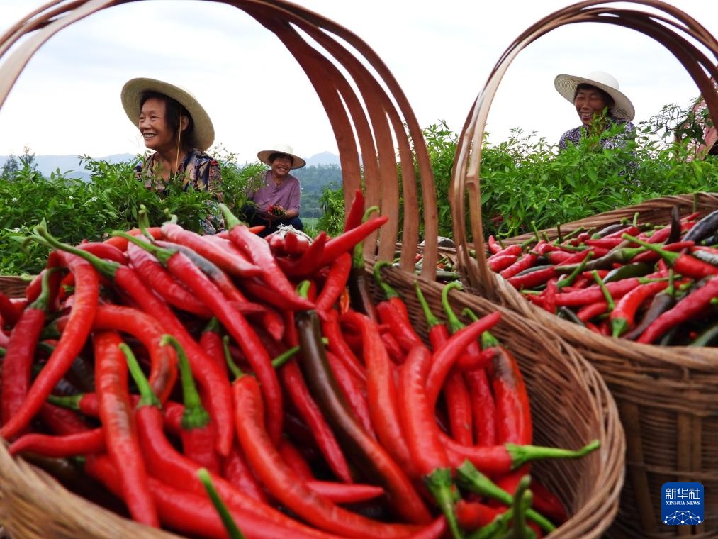 挥汗小暑 耕耘希望 挥汗小暑 耕耘希望