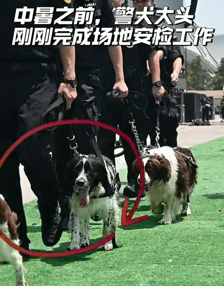 “大头”执行完任务突然倒地不起,一句“老伙计”全网泪目 “大头”执行完任务突然倒地不起,一句“老伙计”全网泪目