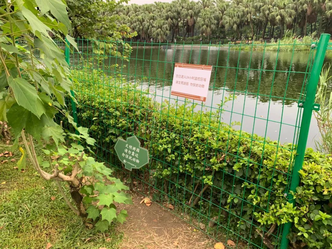 广州流花湖公园一对黑天鹅产下6颗蛋目前仅剩1颗，到底是谁动了黑天鹅的蛋？