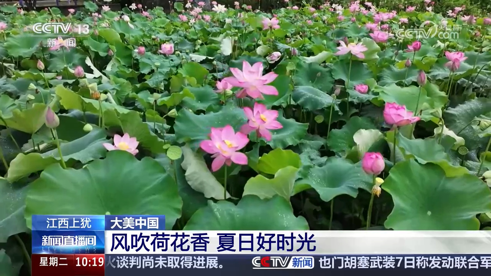 梯田、荷花、蔬菜 夏日乡村美丽富饶、生机勃勃 梯田、荷花、蔬菜 夏日乡村美丽富饶、生机勃勃