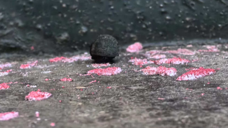 警惕!襄阳市民河边散步发现……看到立刻上报! 警惕!襄阳市民河边散步发现……看到立刻上报!